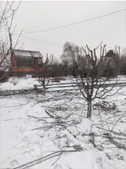 Формирование яблони (После)