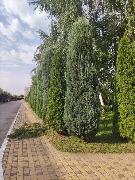 Стрижка хвойных деревьев